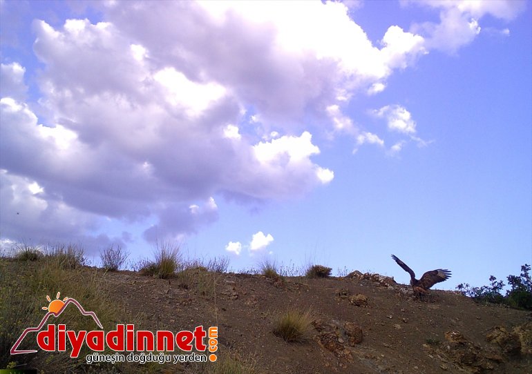 bekçilerinin artırdı mücadelesi hayatı kaçak Doğanın - ERZURUM yaban popülasyonunu avcılıkla 6