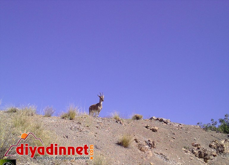 mücadelesi ERZURUM - avcılıkla hayatı artırdı bekçilerinin kaçak popülasyonunu Doğanın yaban 7