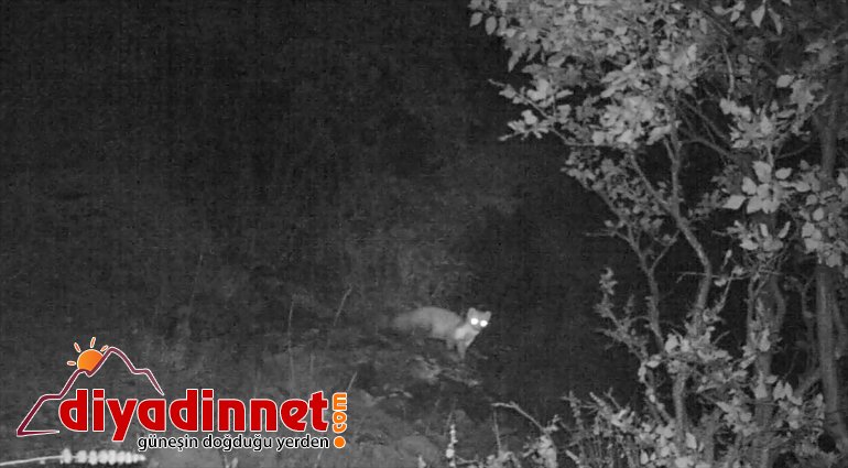 bekçilerinin ERZURUM popülasyonunu artırdı hayatı yaban mücadelesi - kaçak avcılıkla Doğanın 8