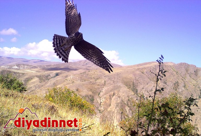 ERZURUM artırdı kaçak avcılıkla hayatı - popülasyonunu bekçilerinin Doğanın mücadelesi yaban 9