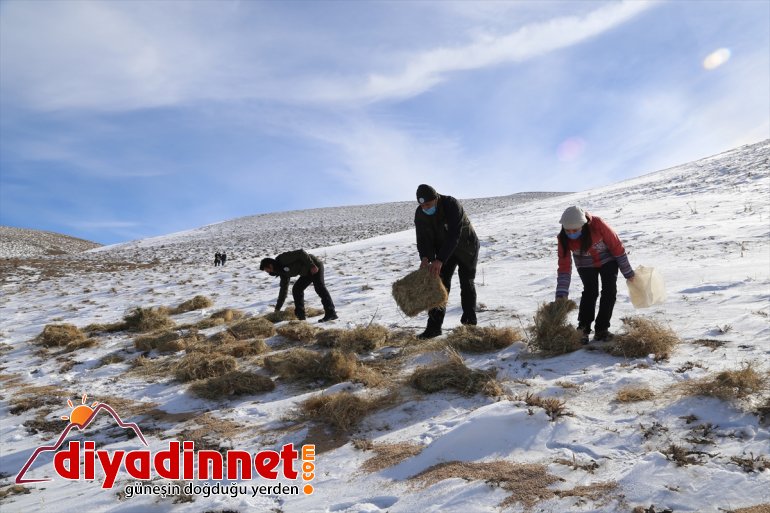 yaban sürdürülebilir Doğanın hayatı bekçileri koruyucu yapıyor - görev ERZURUM için 9