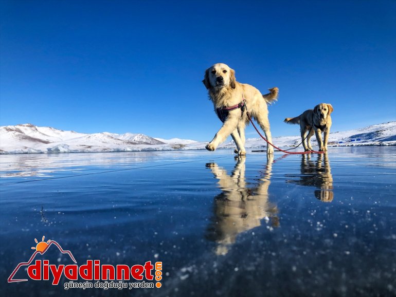 Balık Gölü'nün buzla kaplı yüzeyinde oyun oynayan köpekler izleyenleri gülümsetti