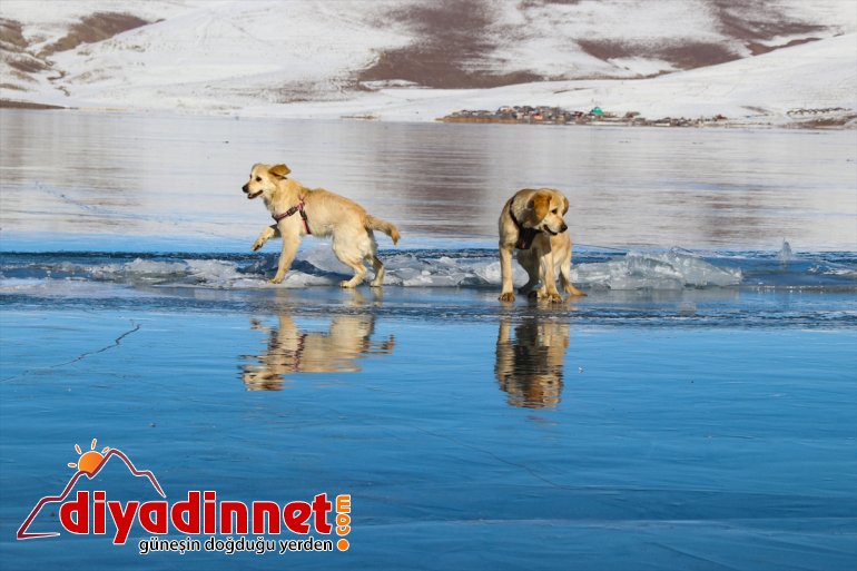 Balık oynayan köpekler buzla oyun izleyenleri gülümsetti Gölü
