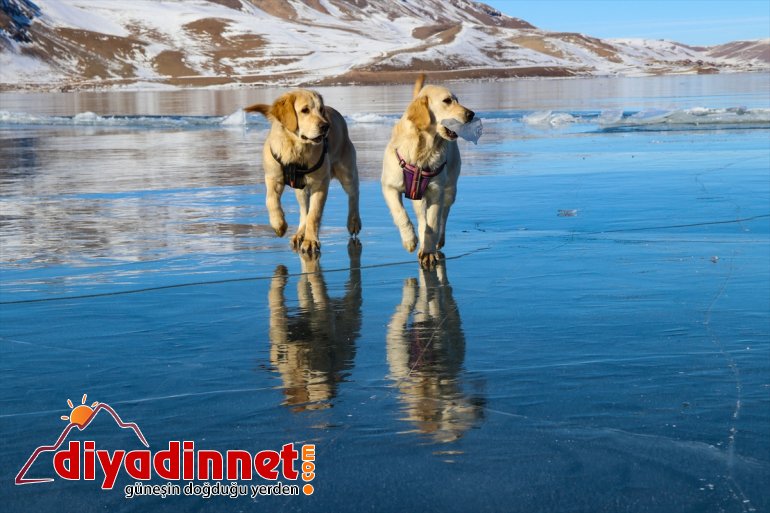 izleyenleri köpekler buzla gülümsetti Gölü