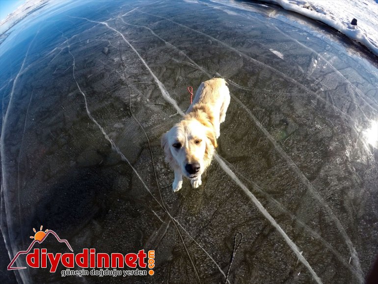 kaplı köpekler buzla gülümsetti - oynayan yüzeyinde Gölü