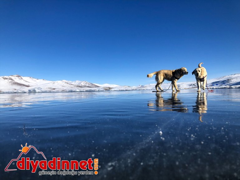 oyun izleyenleri kaplı yüzeyinde köpekler buzla gülümsetti Balık - oynayan Gölü