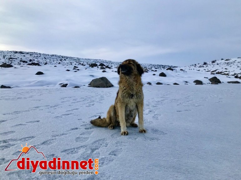 Kısmen buz tutan Yazıcı Barajı fotoğraf tutkunlarının ilgi odağı oldu5