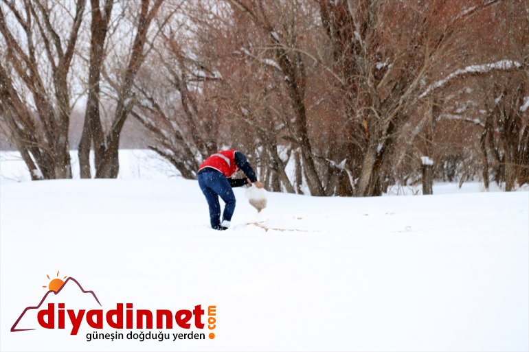 Türk dağlık yaban bölgelere yem bıraktı Kızılay gönüllüleri, hayvanları için 9