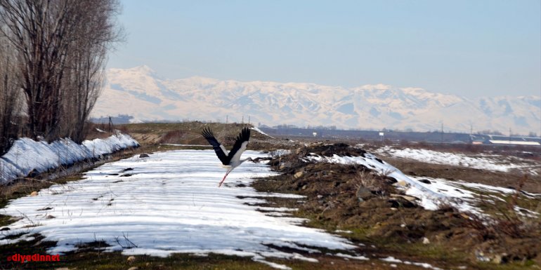 Baharın müjdecisi leylekler erken geldikleri Muş