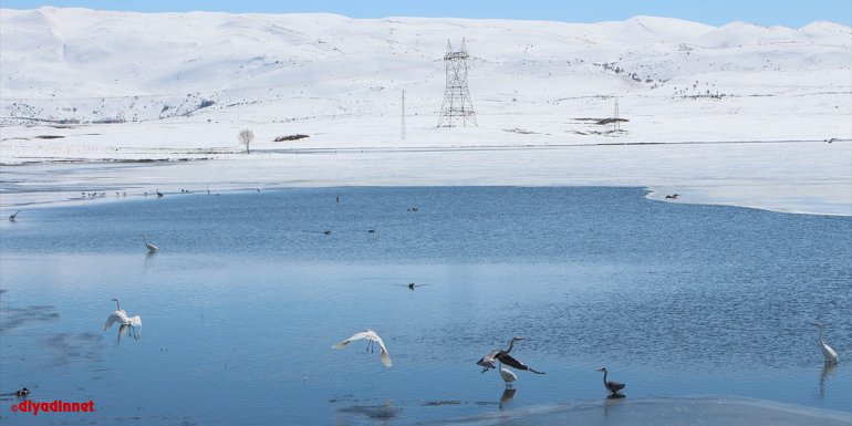 Kale Göleti, yüzeyindeki buzların erimesiyle balıkçıl kuşların uğrak yeri oldu