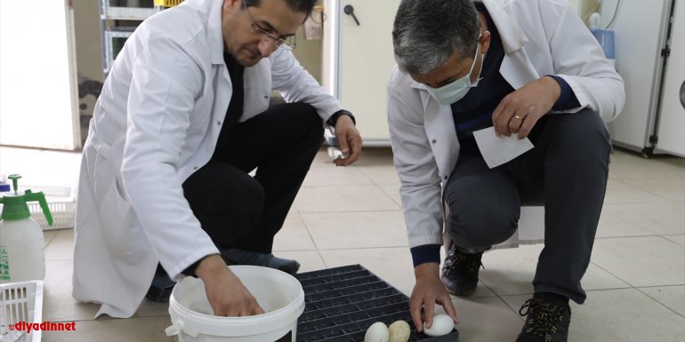 Bingöl Üniversitesi "kuluçka merkezi" ile kanatlı hayvan yetiştiricilerine hizmet veriyor
