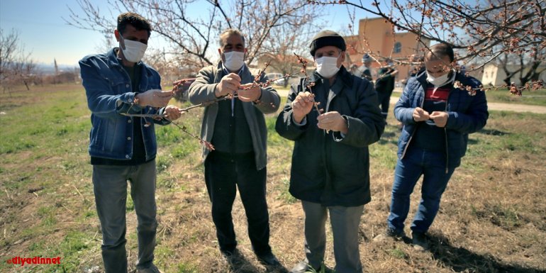 ELAZIĞ - Zirai don kayısı ağaçlarındaki verimi olumsuz etkiledi1