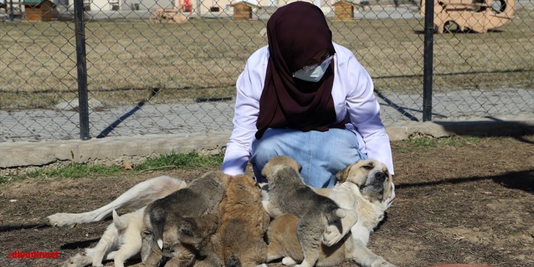 ERZİNCAN - Annesi ölen 7 minik köpeğe, yavruları hastalıktan ölen başka bir köpek bakıyor1