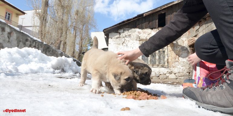 Kars'ta hayvanseverlerin katkılarıyla toplanan mamalar kedi ve köpeklere dağıtıldı