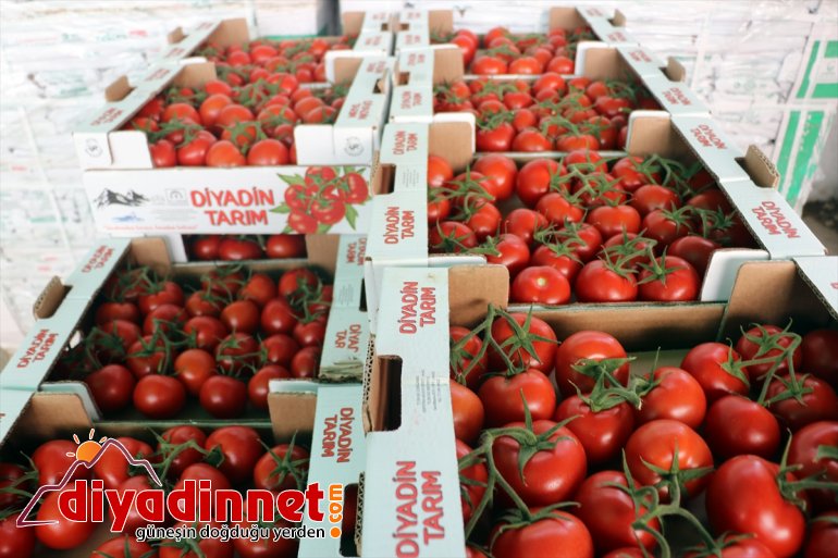 Kış kenti nde termal suyla ısıtılan serada yılda ton domates üretiliyor4