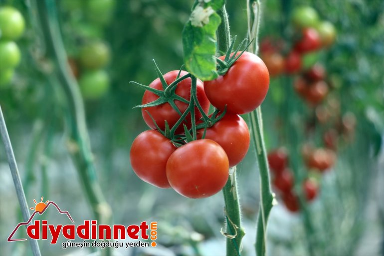 Kış kenti nde termal suyla ısıtılan serada yılda ton domates üretiliyor6