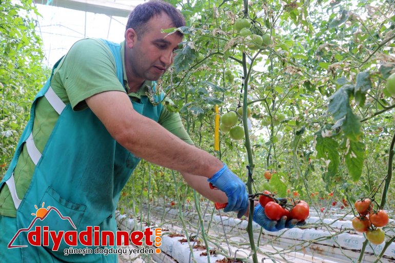 Kış kenti nde termal suyla ısıtılan serada yılda ton domates üretiliyor8