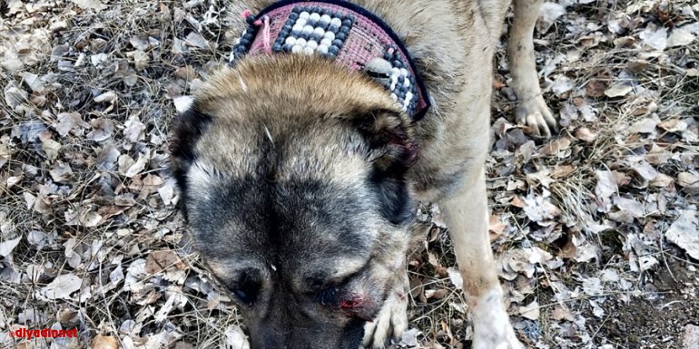 Mehmetçik köpek dövüştürenlere ceza yazarken yaralı hayvana şefkat eli uzattı