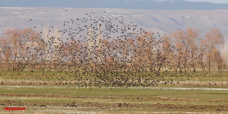 Muş Ovası, Afrika'dan Sibirya'ya göç eden kuşlara ev sahipliği yapıyor