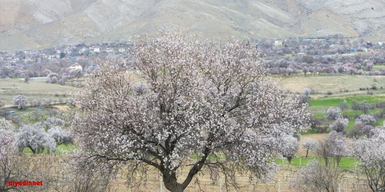 TUNCELİ - Baharın müjdecisi badem ağaçları çiçek açtı1