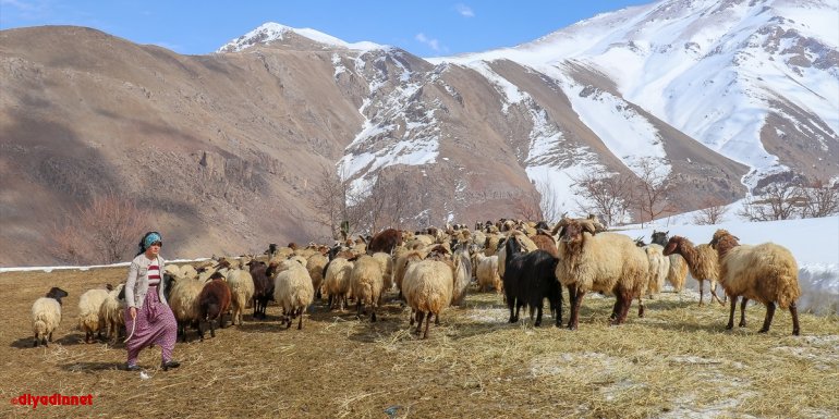 Van'da 389 küçükbaşı telef olan kadın, imece usulüyle işini yeniden büyüttü
