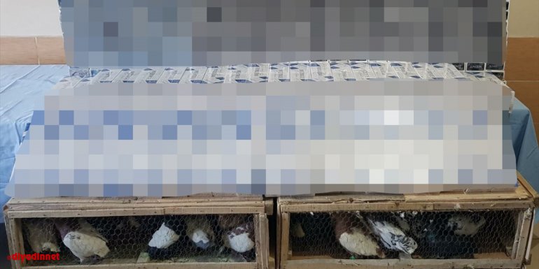 Van'da kaçakçılık operasyonunda 90 güvercin ve 7 bin 632 paket sigara ele geçirildi