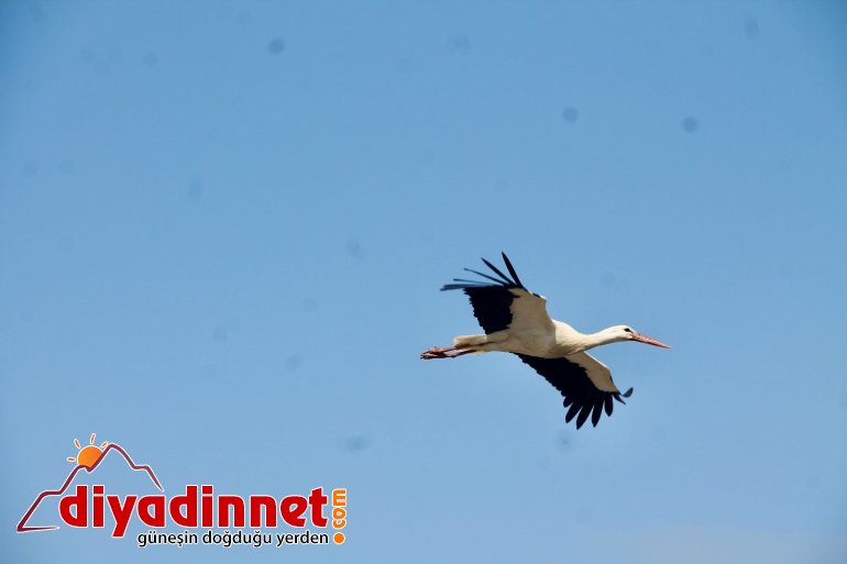 Ağrı da baharın müjdeleyicisi leyleklerden gökyüzü dansı3