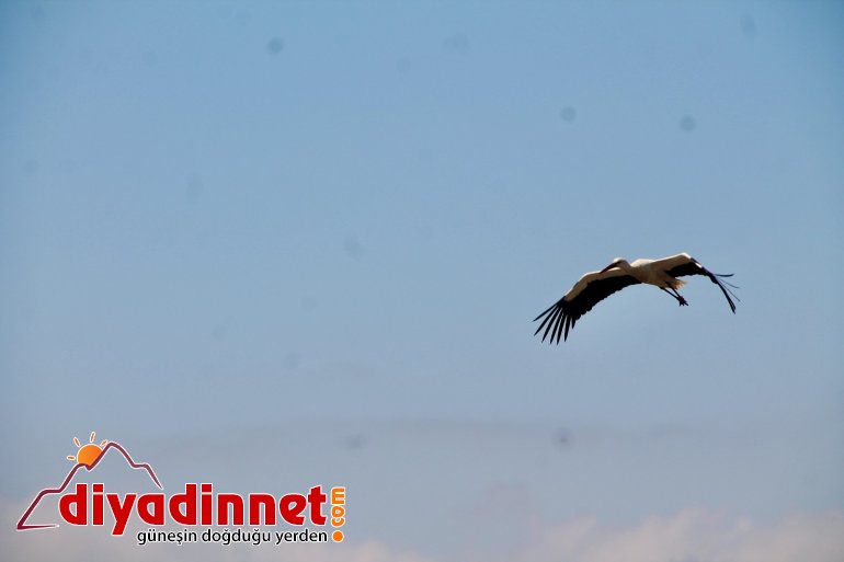 Ağrı da baharın müjdeleyicisi leyleklerden gökyüzü dansı4