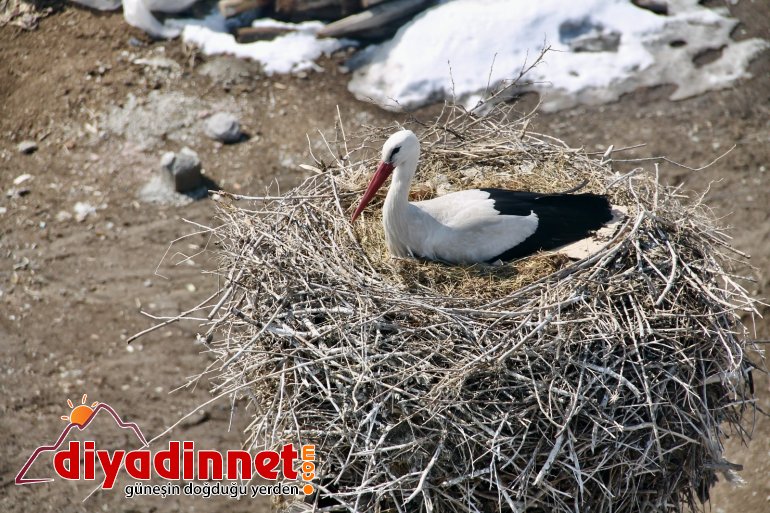 Ağrı da baharın müjdeleyicisi leyleklerden gökyüzü dansı5