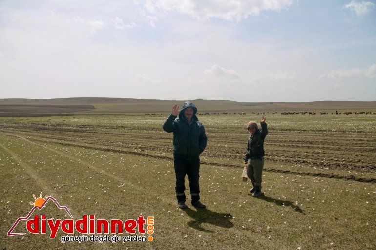 Ağrı da yaylalar koyun sürüleriyle renklendi2