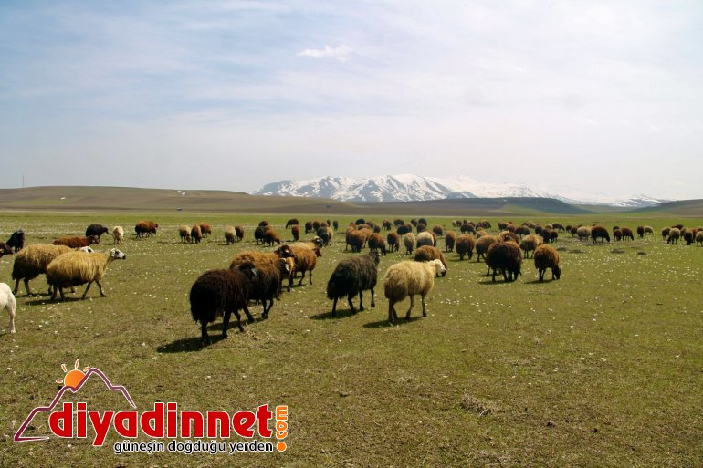 Ağrı da yaylalar koyun sürüleriyle renklendi3