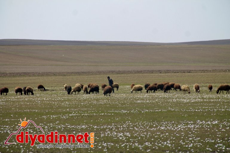 Ağrı da yaylalar koyun sürüleriyle renklendi4