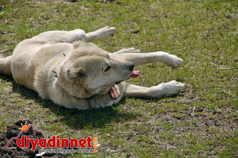 Ağrı da yaylalar koyun sürüleriyle renklendi5