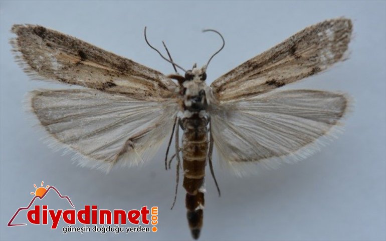 Ağrı Dağı'nda yeni bir kelebek türü tespit edildi