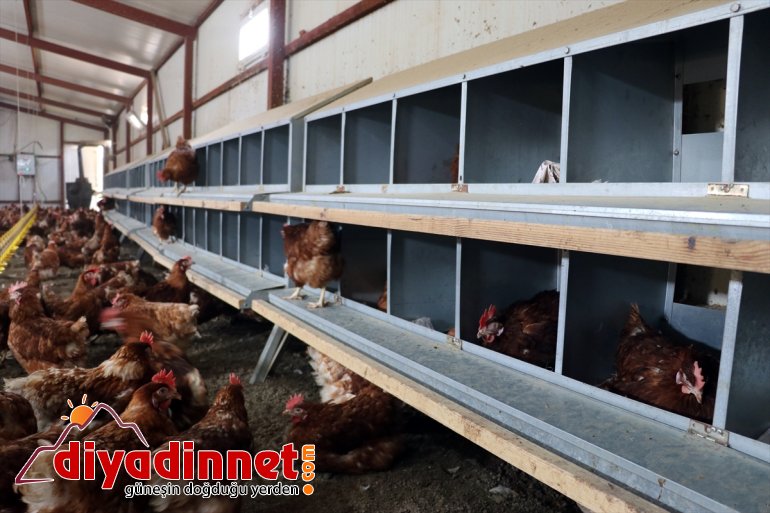 yumurta emekli Köyüne için - dönen kurdu çiftliği üretimi tavuk organik AĞRI memur, 1