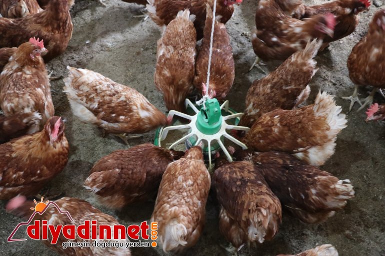 için organik yumurta kurdu çiftliği emekli - Köyüne dönen memur, tavuk AĞRI üretimi 2