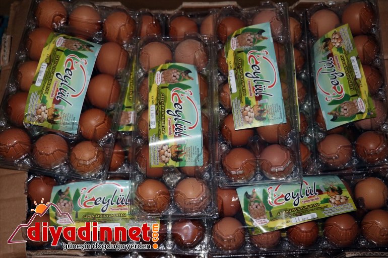 için AĞRI üretimi emekli yumurta memur, Köyüne çiftliği - tavuk organik dönen kurdu 11