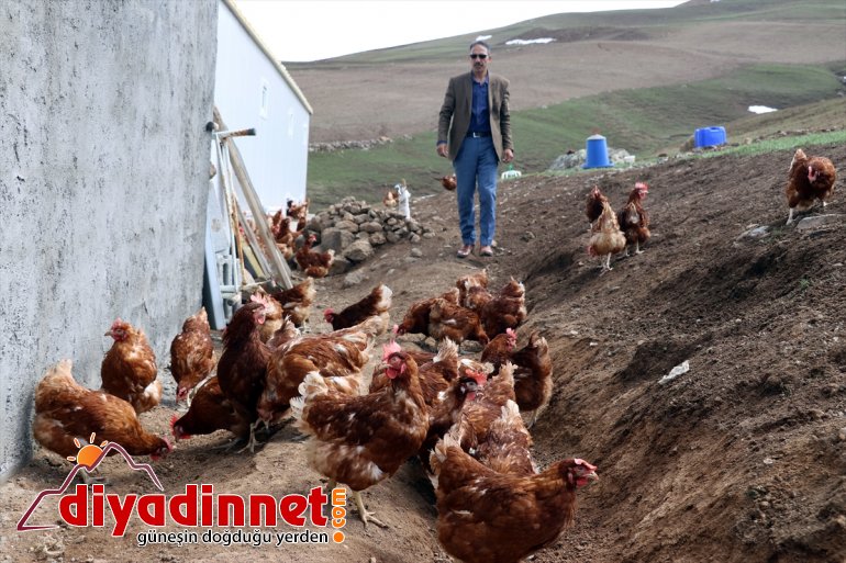 emekli dönen tavuk çiftliği kurdu yumurta - üretimi AĞRI organik için Köyüne memur, 12
