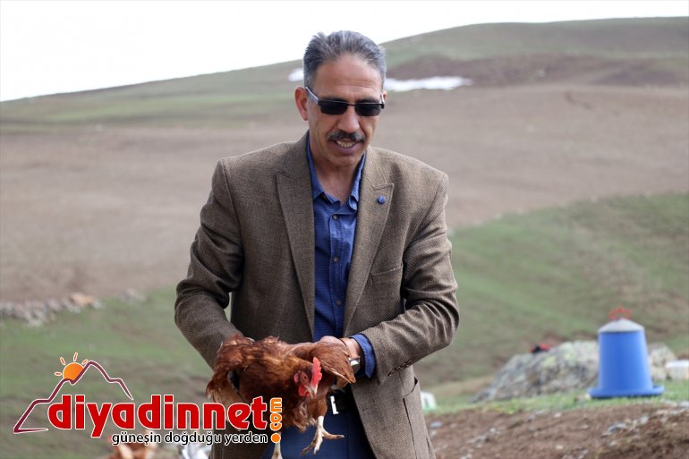 için kurdu tavuk emekli üretimi çiftliği organik yumurta dönen Köyüne - memur, AĞRI 14