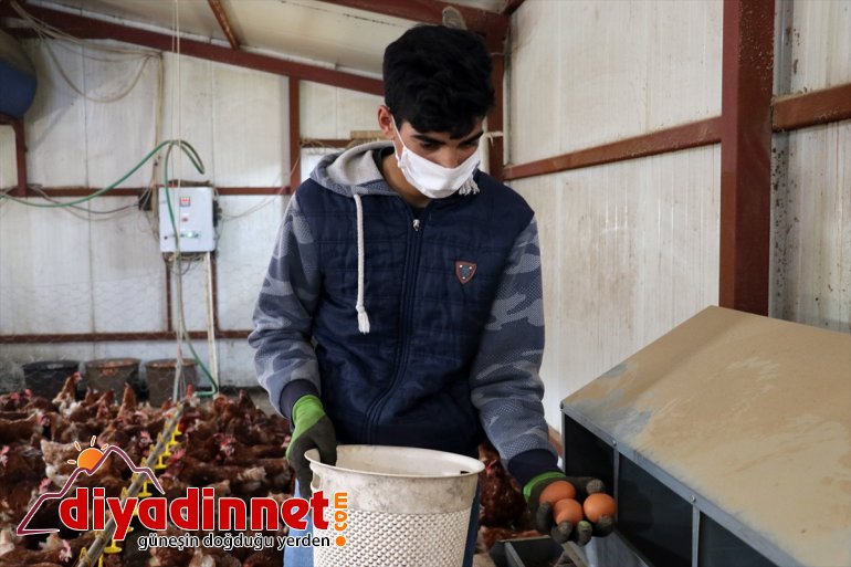 çiftliği tavuk organik yumurta için AĞRI memur, kurdu dönen üretimi Köyüne emekli - 15