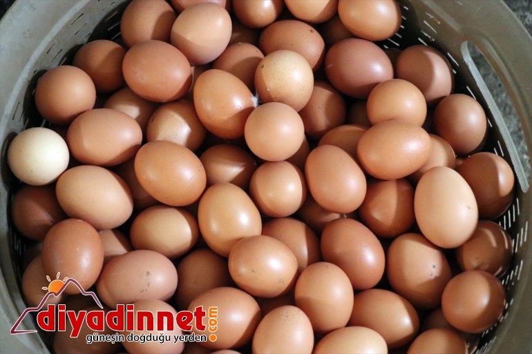 AĞRI yumurta dönen - Köyüne memur, üretimi tavuk emekli için organik çiftliği kurdu 17