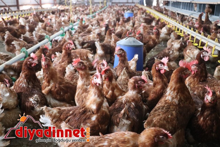 memur, AĞRI - tavuk kurdu üretimi için organik Köyüne yumurta dönen çiftliği emekli 20