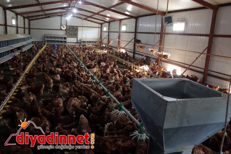 yumurta dönen tavuk AĞRI kurdu organik memur, üretimi çiftliği Köyüne - için emekli 4