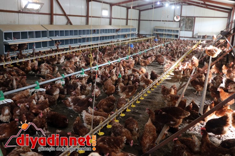 üretimi kurdu - için memur, yumurta Köyüne tavuk dönen emekli AĞRI organik çiftliği 5