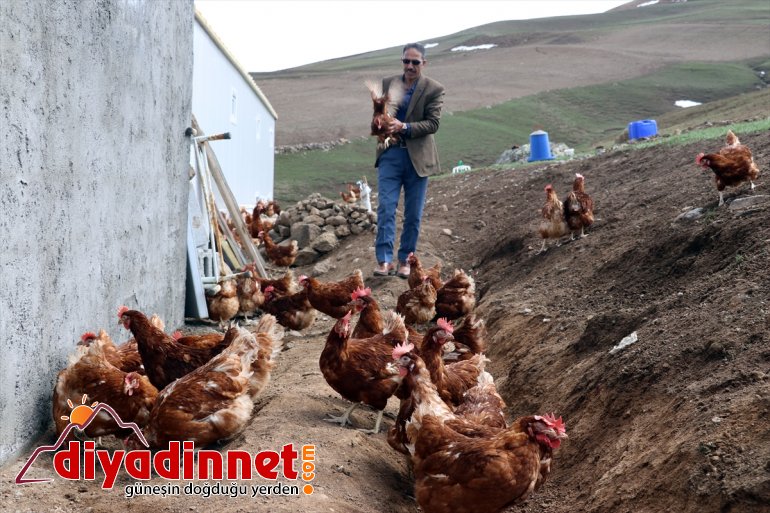 kurdu memur, AĞRI üretimi emekli Köyüne tavuk çiftliği organik dönen - yumurta için 6