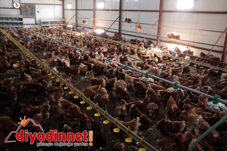 Köyüne organik kurdu yumurta emekli dönen için tavuk - üretimi memur, AĞRI çiftliği 8