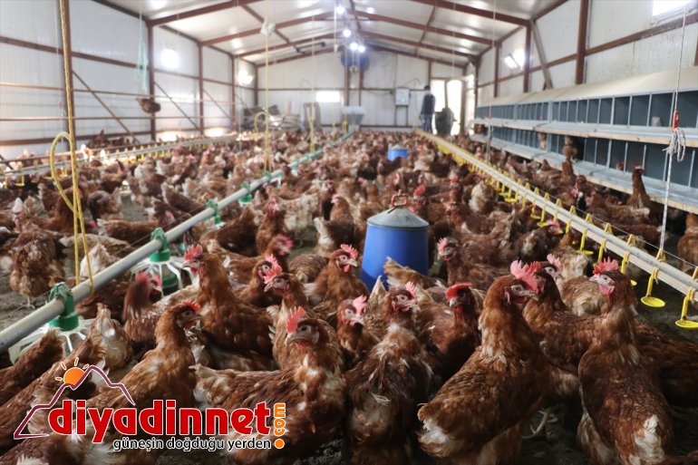 için üretimi Köyüne tavuk organik çiftliği memur, emekli - AĞRI kurdu yumurta dönen 9
