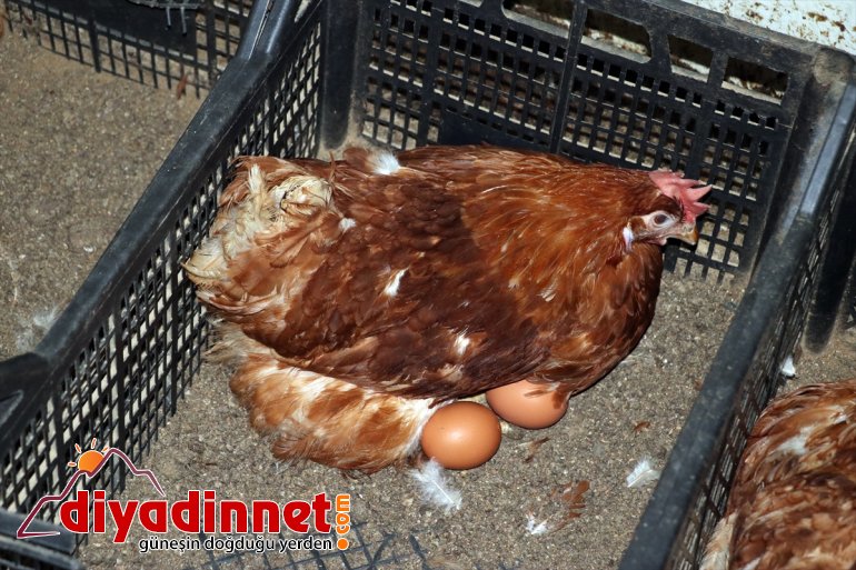 AĞRI kurdu organik - üretimi memur, yumurta tavuk dönen emekli Köyüne için çiftliği 10
