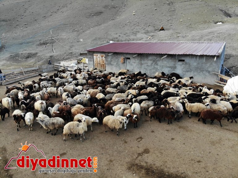 Ağrı'daki köylerde baharın müjdecisi kuzuların anneleriyle buluşması renkli görüntüler oluşturuyor