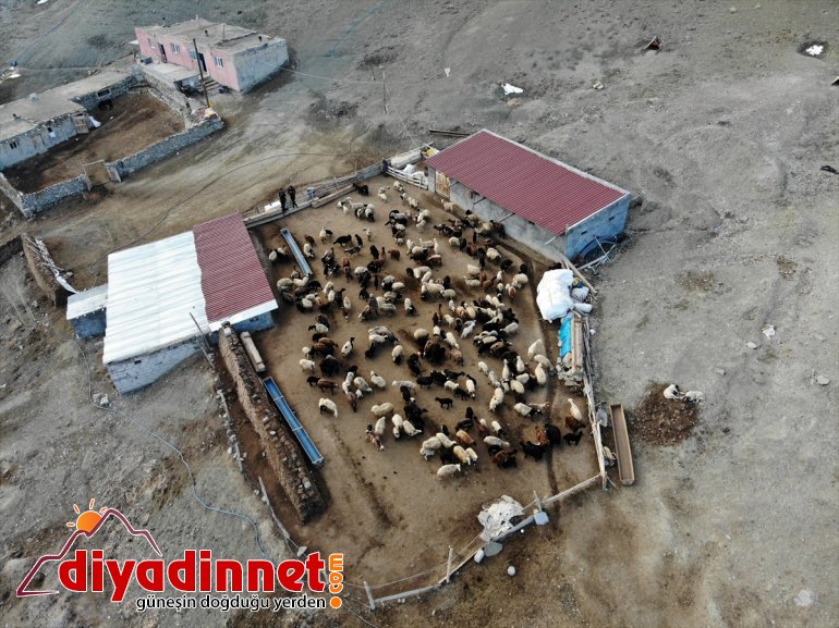 anneleriyle müjdecisi kuzuların baharın oluşturuyor görüntüler köylerde buluşması renkli Ağrı